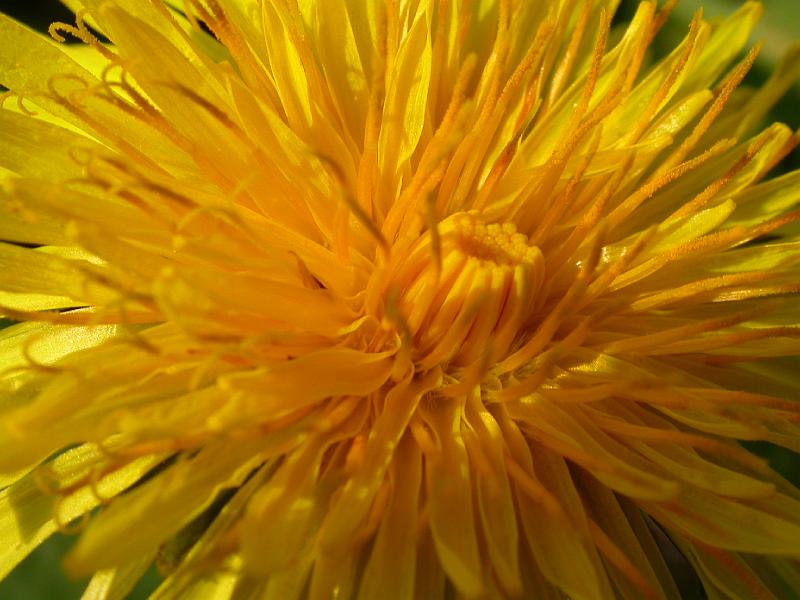 Dandelion.JPG