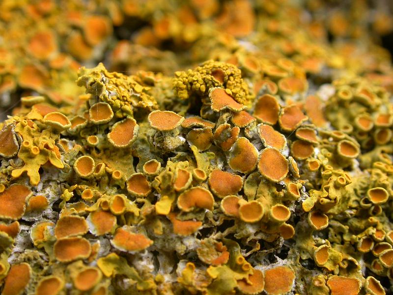 Lichen.JPG
