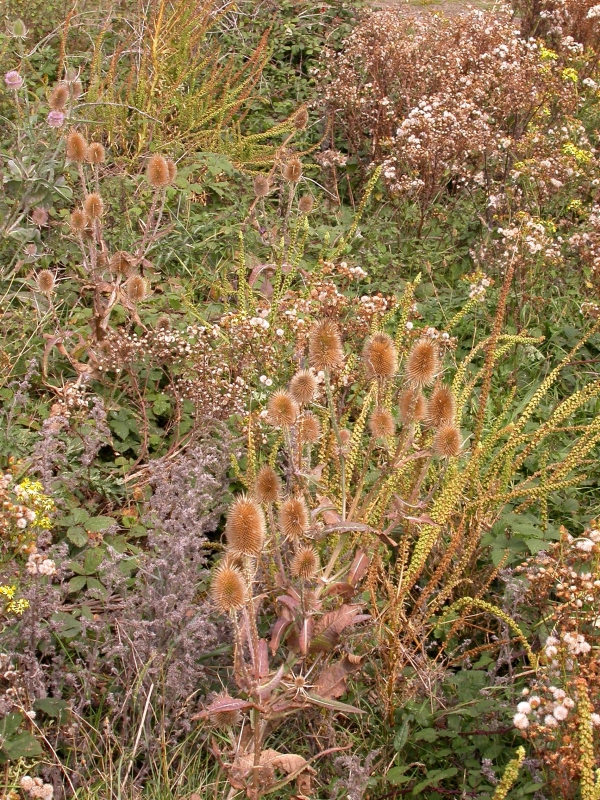 DSCN2043.JPG - The plants are small - forced low to the ground by the harsh environment - and sometimes strangely deformed.