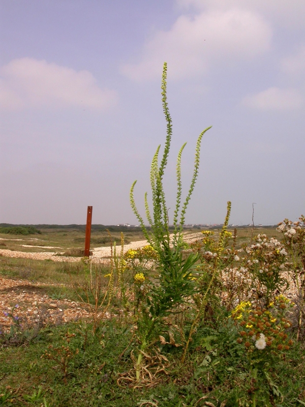 DSCN2047.JPG - The few tall plants stand out dramatically.