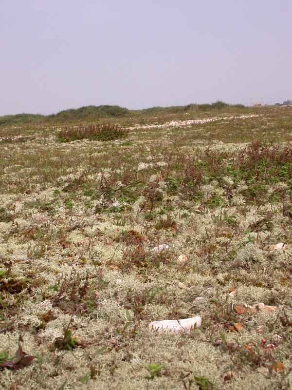 DSCN2060.JPG - Dense mat of lichen growing in the shingle.