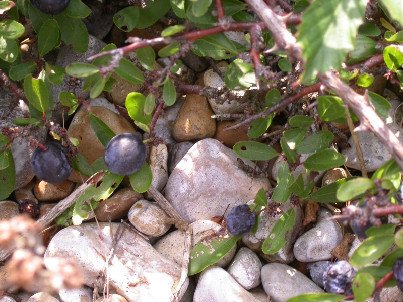 DSCN2071.JPG - Ripe sloe berries growing on the tiny stunted bushes only a few inches high.  Bitter but refreshing.