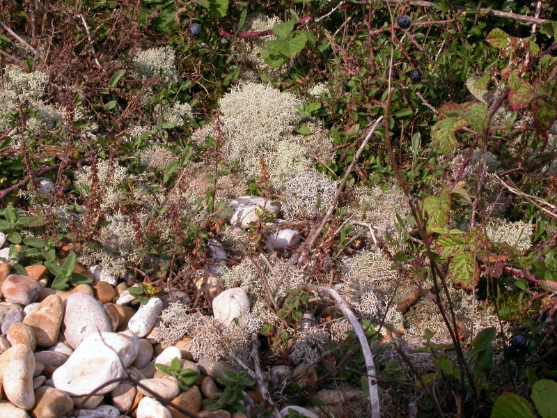 DSCN2073.JPG - General plant life of the shingle sea.