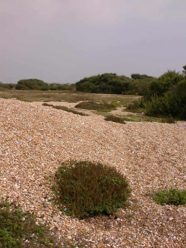 DSCN2095.JPG - Bushes and tufts on shingle.