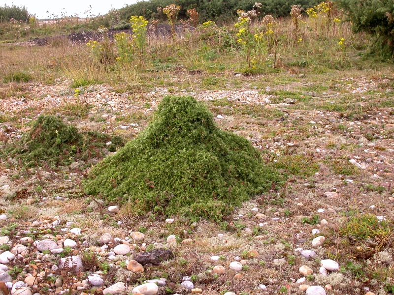 DSCN2102.JPG - One of the strangest plants i saw there.  A stunted gorse bush shaped like a flat, clinging lump of very dense leaves.  How it ended up this shape, i have no idea.  Wind?