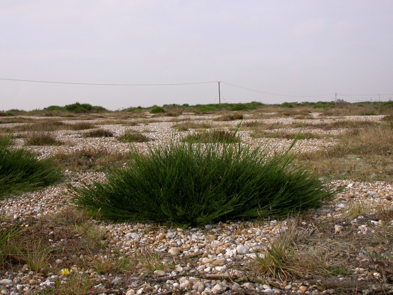 DSCN2122.JPG - Elegant broom plants dot the desert.