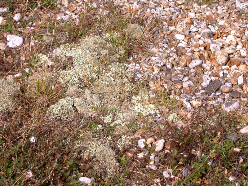 DSCN2127.JPG - More lichen and plants on shingle.