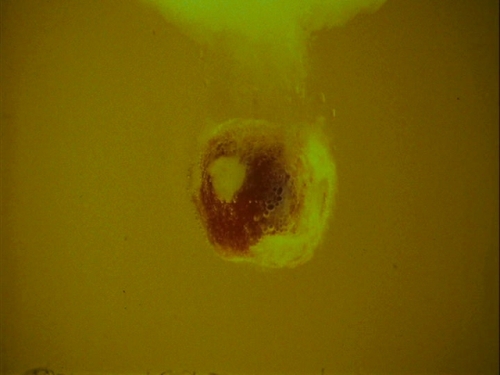 Death Bed: The Bed that Eats